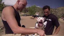 Pit Bulls and Parolees - Episode 5 - Devastation