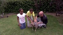 Pit Bulls and Parolees - Episode 7 - Breaking Point