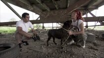 Pit Bulls and Parolees - Episode 8 - Mission of Mercy