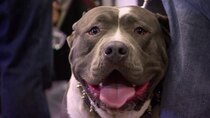 Pit Bulls and Parolees - Episode 9 - Saving Tia Torres