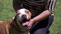 Pit Bulls and Parolees - Episode 7 - Burn Out