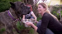 Pit Bulls and Parolees - Episode 8 - Pushing the Limits
