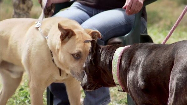 Pit Bulls and Parolees - S03E11 - Don't Blow It