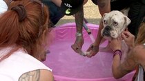 Pit Bulls and Parolees - Episode 9 - Boiling Point