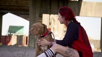 Pit Bulls and Parolees - Episode 12 - A Family Affair