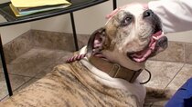 Pit Bulls and Parolees - Episode 13 - Making Miracles