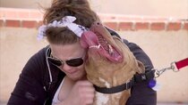 Pit Bulls and Parolees - Episode 8 - Rescuing the Holidays