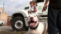 Pit Bulls and Parolees - Episode 16 - Perfect Match