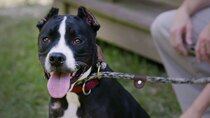 Pit Bulls and Parolees - Episode 3 - Rescued from War