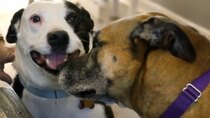 Pit Bulls and Parolees - Episode 9 - Rescue Dogs Reunited