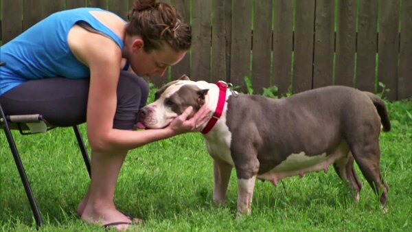 Pit Bulls and Parolees - S06E03 - Risky Business