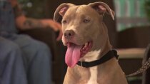 Pit Bulls and Parolees - Episode 3 - A Clash of Wills