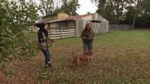 Pit Bulls and Parolees - Episode 8 - Blind Hope