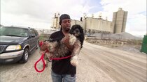 Pit Bulls and Parolees - Episode 3 - Scarred