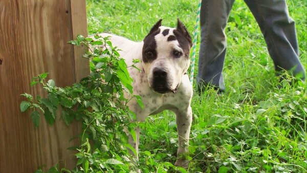 Pit Bulls and Parolees - S08E07 - First Time for Everything