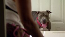 Pit Bulls and Parolees - Episode 10 - A New Best Friend