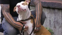 Pit Bulls and Parolees - Episode 2 - Redeemed