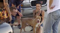 Pit Bulls and Parolees - Episode 9 - Going the Distance