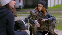 Pit Bulls and Parolees - Episode 8 - A Dream Realized