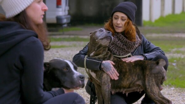 Pit Bulls and Parolees - S15E08 - A Dream Realized