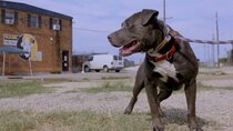 Pit Bulls and Parolees - Episode 10 - You Are Free