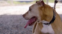 Pit Bulls and Parolees - Episode 4 - A Home At Last