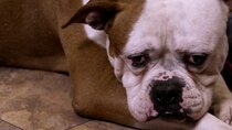 Pit Bulls and Parolees - Episode 5 - Midnight Savior