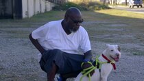 Pit Bulls and Parolees - Episode 6 - Tip of the Iceberg