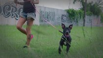 Pit Bulls and Parolees - Episode 2 - Shelter from the Storm