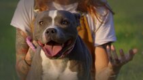 Pit Bulls and Parolees - Episode 6 - Treading Water