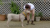 Pit Bulls and Parolees - Episode 3 - Never Let Go