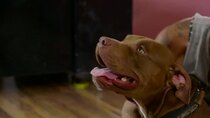 Pit Bulls and Parolees - Episode 6 - A Puppy's Journey Home