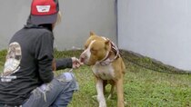 Pit Bulls and Parolees - Episode 8 - Divine Rescue