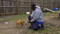 Pit Bulls and Parolees - Episode 9 - Finally Free