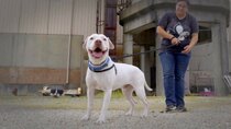 Pit Bulls and Parolees - Episode 3 - A Family Connection