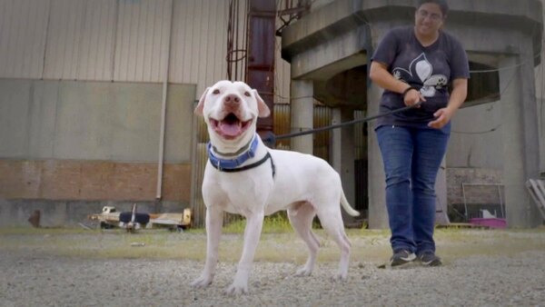 Pit Bulls and Parolees - S13E03 - A Family Connection