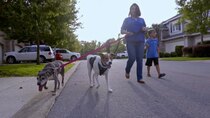 Pit Bulls and Parolees - Episode 10 - Love at First Sight