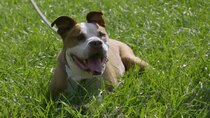 Pit Bulls and Parolees - Episode 11 - The Dogs That Stole Our Hearts