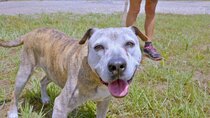 Pit Bulls and Parolees - Episode 2 - Here in their Golden Years