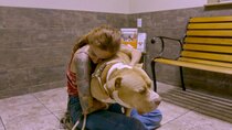 Pit Bulls and Parolees - Episode 6 - Match Made Perfect