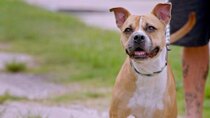 Pit Bulls and Parolees - Episode 8 - Never Too Late