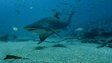 Mega Sharks of Dangerous Reef