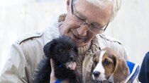 Paul O'Grady: For the Love of Dogs - Episode 5