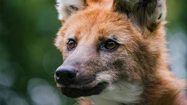 Nature - S41E09 - Dogs in the Wild: Defending Wild Dogs