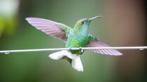 Nature - Episode 10 - The Hummingbird Effect