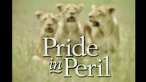 Natural World - Episode 7 - Lions: Pride in Peril