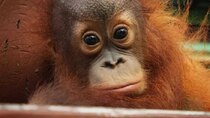 Meet the Orangutans - Episode 1 - Learning to Climb and Build Nests