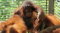 Meet the Orangutans - Episode 2 - Settling In