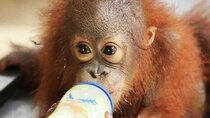 Meet the Orangutans - Episode 3 - Expert Thieves