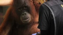 Meet the Orangutans - Episode 4 - Baby on the Way